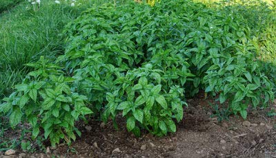 Genipap 20 Maslin Large Leaf Basil plant Seed - Afbeelding 4