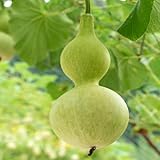Mit Gemüsesamen zum Pflanzen bringen Sie mehr Farben in Ihren Garten! Unser hilft Ihnen, den Gemüsegarten Ihrer Träume wie ein Profi anzulegen.