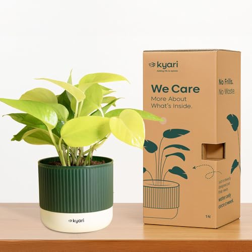 Image of Kyari Combo of 2 Indoor Plants - Money Variegated, Peace Lily with Green Self Watering Pot 4 Inch - Live Plants for Home Decor, Living Room, Office Desk - Air Purifying Vastu Plant Set
