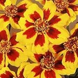 400 DAINTY MARIETTA FRENCH MARIGOLD Tagetes Patula Flower SeedsComb S/H