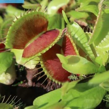 【種子】Dionaea Muscipula◆ハエトリグサ/ハエトリソウ/蠅捕草◎北アメリカ原産の食虫植物◆5粒♪ [並行輸入品]