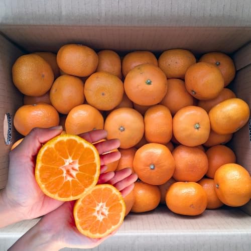 ≪すぐにお届け≫極甘!みかん丸 選べる1.5kg ~ 8kg 温州みかん みかん 蜜柑 ミカン 柑橘 旬 果物 フルーツ (1.5kg)