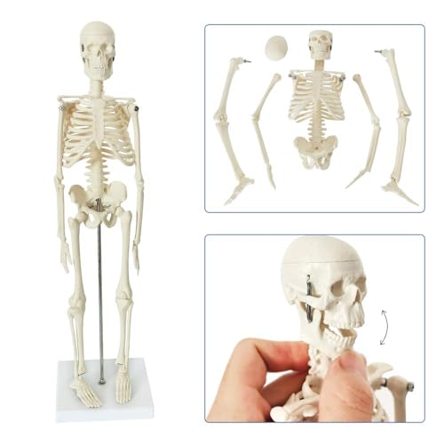 Image of Medical Anatomy Model Set, Human Torso Heart and Skeleton Model Set of 3, Detachable Body Visceral Organs, Movable Arms and Legs Medical Anatomical Models with Manual