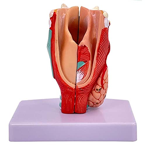 Larynx AMITD réplique anatomique exacte avec textures et couleurs réelles - 2