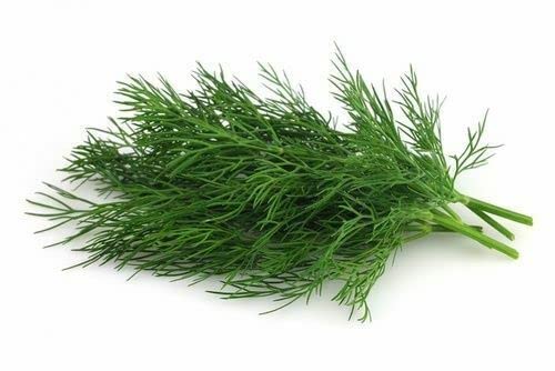 50 SEMI ANETO Anethum graveolens L.