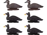 Avery PG Surf Scoters