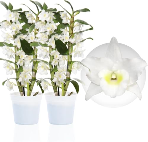 Orchidée Bambou Dendrobium Nobile White Passion - 2 Plante Intérieur Naturelle - 30-40 cm - Avec fleurs et parfumées - Naturelle Plante de Hollande (pas de graines, non artificielle)