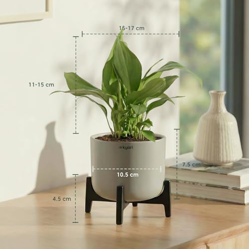 Image of Kyari Peace Lily Live Plant with Dark Grey Self Watering Pot 4 Inch - Peace Lily Indoor Live Plant with Pot for Home, Living Room, Bedroom, Office - Flowering Air Purifying Indoor Plant