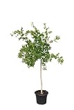 Punica Granatum, Granatapfelbaum, 160 cm Obstbaum Obst Apfelbaum Apfel, Mollar de Elche