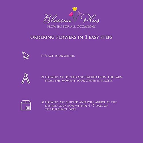 40 Stems | Natural White Hydrangeas | Fresh Cut | Farm Direct | Premium Hydrangeas At Wholesale Price | Beautiful Hydrangeas For Amazing Decorations | Blossom Plus #TOP5