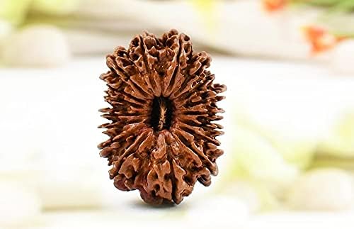 The Gallery Of Gemstones17 Mukhi Rudraksha Nepali 29mm Natural 17 Face Rudraksh Original Certified by Lab सत्रह सतरहा मुखी रुद्राक्ष for Men Silver Cap Seventeen Mukhi The Gallery Of Gemstones