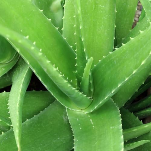 Esi Aloe Vera Succo+ft 24pock - 4