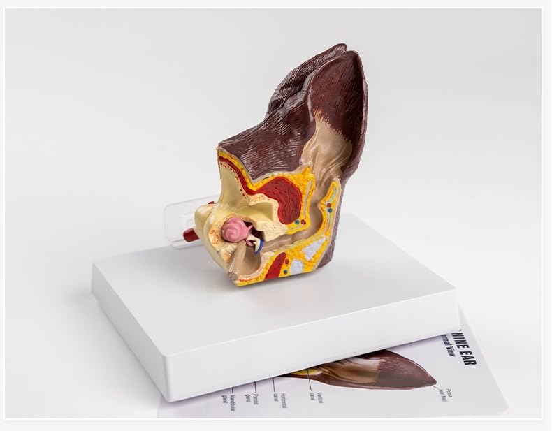 Medical Science Dog Ear Pathology Model Canine Ear Anatomical Model