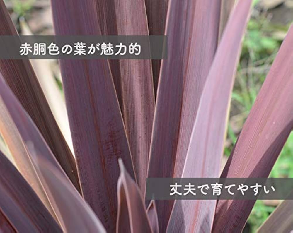 Amazon.co.jp: コルジリネ オーストラリス レッドスター