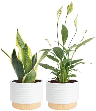 Costa Farms Live Indoor Plant Bundle in Decorative Pots, Easy to ...