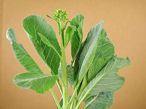 Yod Fah Semillas de col rizada china Los tallos suculentas son extra gruesos y crujientes. (50 semillas) Yod Fah Semillas de col rizada china Los tallos suculentas son extra gruesos y crujientes. (50 semillas)