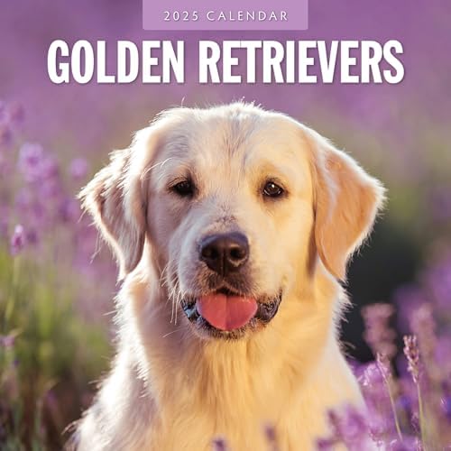 Golden Retriever 2025 Modern Calendar Amazon Co Uk Stationery AC