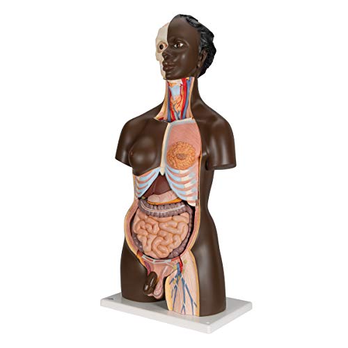 3B Scientific B37 African Torso Dual Sex 24 parts - 3B Smart Anatomy by 3B Scientific - Image 6