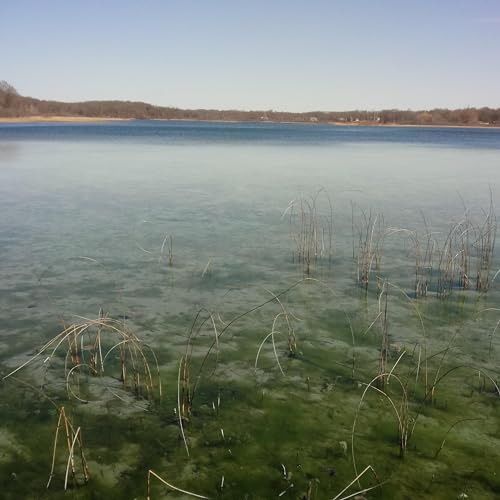 The Dragon King cover art