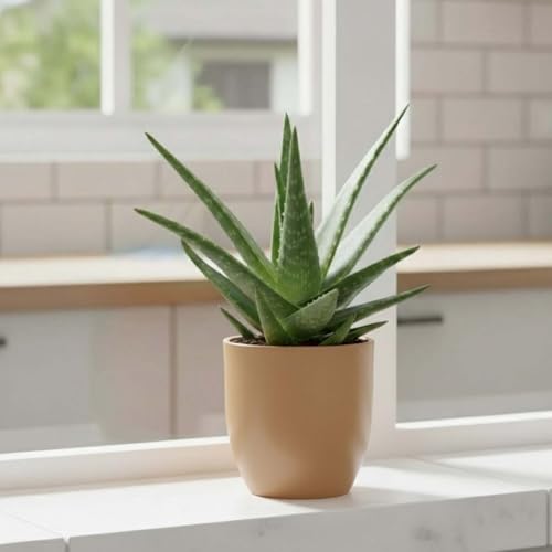 Image of Go Hooked Pluto 8 Inch Polymer Flower Pot for Indoor & Outdoor Plants | Decorative Sand Stone Garden Planter with Drainage Hole | UV Protected Plastic Pot for Home Balcony Office Terrace & Garden
