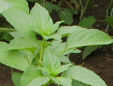 Lemon Basil Herb Seeds- 200+ Seeds