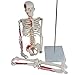 Produktbild HUIGE Mini-Skelett-Anatomiemodell, 85-cm-Modell des menschlichen Skeletts mit Muskelinsertion und Ursprungspunkten, flexiblen Armen und Beinen, inklusive Ausstellungsständer