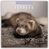 Ferrets - Ferret 2025 - 16 Month Calendar: Original Red Robin Publishing Ltd Calendar [Multilingual] [Calendar] (Wall Calendar)