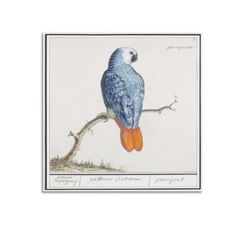 Gray Red-tailed Parrot by Anselmus Boetius De Boodt�L�����o�X�A�ǃA�[�g�A�C���e���A���w�A�ƁA���A�V���ւ̑��蕨20x20inch(50x50cm) Unframe-style