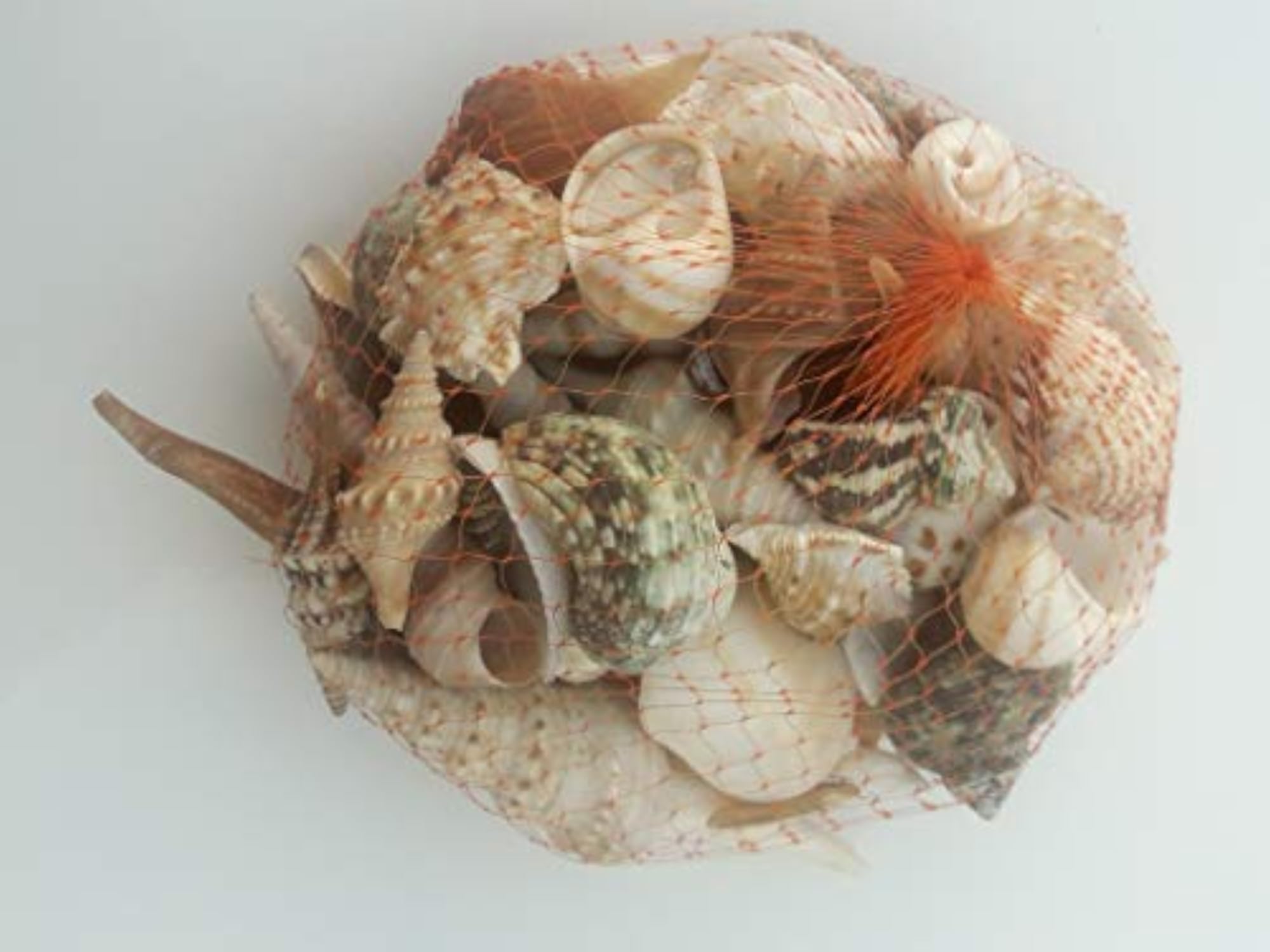 Natural Mix Sea Shells for Aquarium and Decor