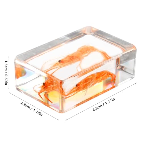Image of GARVALON Artificial Resin Shrimp Specimen for Education and Home Collection Teaching Tool for Science Class Decorative Paperweight with Realistic Shrimp Display Biology Studies