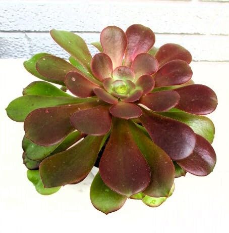 多肉植物＿アエオニウム「カシミヤバイオレット」＿＿ - 製品詳細