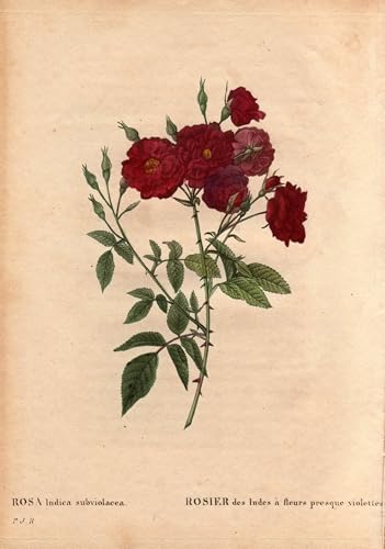 Impression sur toile Rose des Indes Pierre Redouté œuvre de prestige 60x90cm