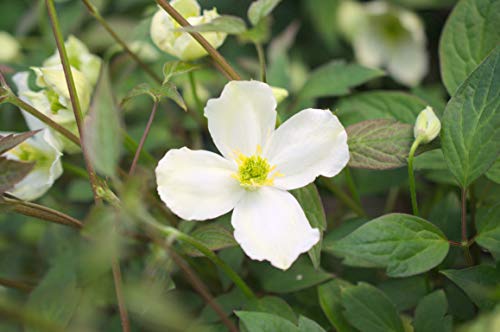 Clématite Spooneri C6L