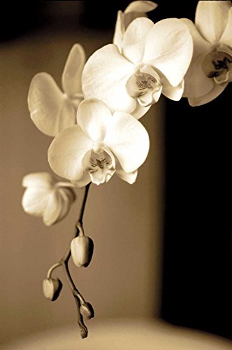 Impression artistique sur papier mat - 220 g - Fleurs exotiques Ryan Cinzia - Image verticale florale sépia marron orchidées fleurs triptyque 16 x 10 cm