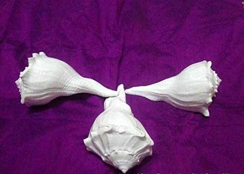 Red Carpet Pack of 3 Natural Dakshinavarti Shankh Small Size Diwali Pooja Purpose Shankha Laxmi Puja Conch