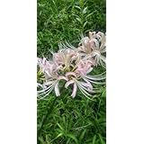 白の彼岸花 真っ白ではありません 2球