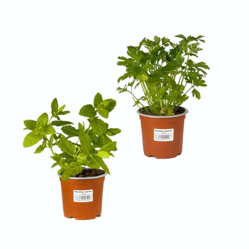 Perejil & Hierbabuena |Pack 2 Plantas | Plantas Naturales de Exterior