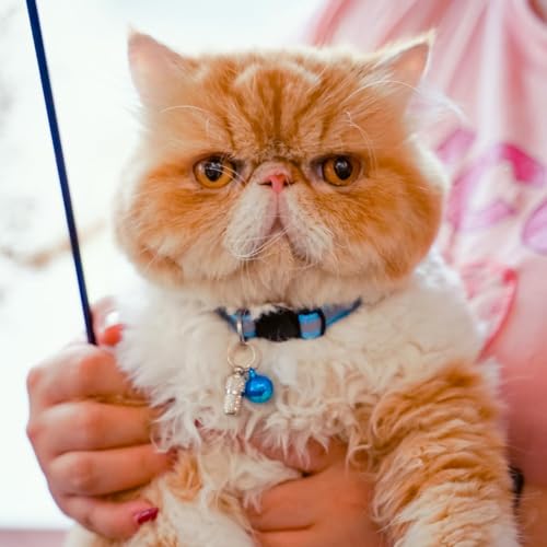 Extodry 12 Stück Reflektierende Katzenhalsband mit Namen Adresse und Halsband Katze mit Sicherheitsverschluss,Verstellbar Kitten Halsband,Personalisiert Haustierzubehör(12 Farben & 2 ID Tag)