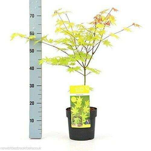 Acero Rosso Giapponese In Vaso &oslash;13cm - Pianta Decorativa Vivaio Castelletto