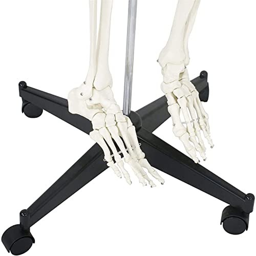 Squelette anatomique médical pour observer la structure osseuse humaine de 180 cm - 5