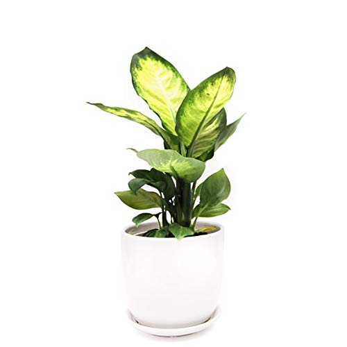 Plants Point Dieffenbachia maculata Live Plant (B08232RVWV) Amazon Price History, Amazon Price Tracker
