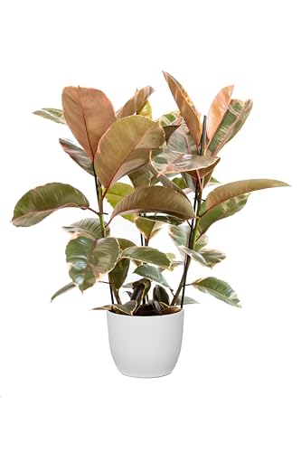Bonplants Ficus Elastica, Elegante Pianta Vera, Fico del Caucciù, Vaso 21 cm (Belize Vaso Bianco)