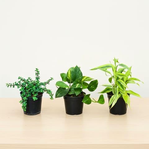 Best Nursery Luck SupremeTrio - Set of 3 - Jade, Money Plant Green & Lucky Bamboo in 4 Inch Plant Nursery Pot-image-12