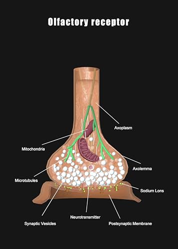 Image of Taanfu Body Educational Learning Anatomy Posters ，Olfactory Receptor Art Olfactory Villi Anatomy Art Poster Digestive System Organs Illustration Small Intestine Physiology Anatomy Wall Art Villi