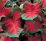 (10) Caladium Freida Hemple Small Bulbs, Root, Rhizome, Plant, Perennial
