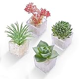 Hey Foly Cute Succulent Refrigerator Magnets Plants Fridge Magnets,Mini Artificial Magnets for...