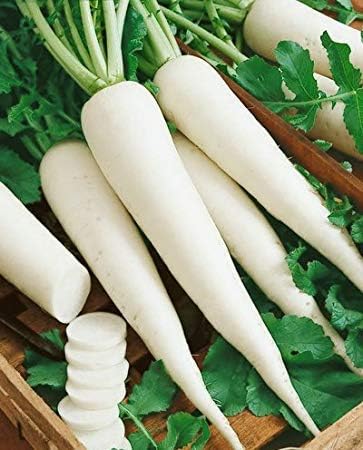 Superiozone Pusa Chetki Radish Vegetable Seeds (White, Pack of 6g) (B0D1YDYDGM) Amazon Price History, Amazon Price Tracker