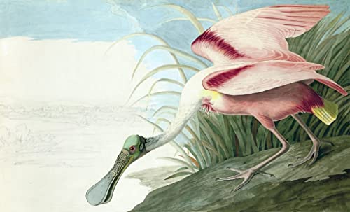 Affiche Toile Spatule Rosée Platalea Ajaja par John Audubon Décoration Salon 60x90cm