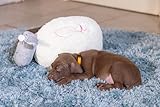 Beeztees Welpen Plüschtier Herzschlag, Plüsch-Hund für Welpen, weiß/grau, 35x20x14 cm