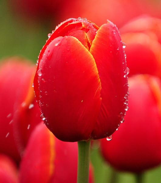 Udanta Tulip Flower Bulbs Verandi 1pc Red-Orange (B0CLFLRRQK) Amazon Price History, Amazon Price Tracker